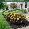 Bonfire Spurge (Euphorbia polychroma) — St. Paul, MN