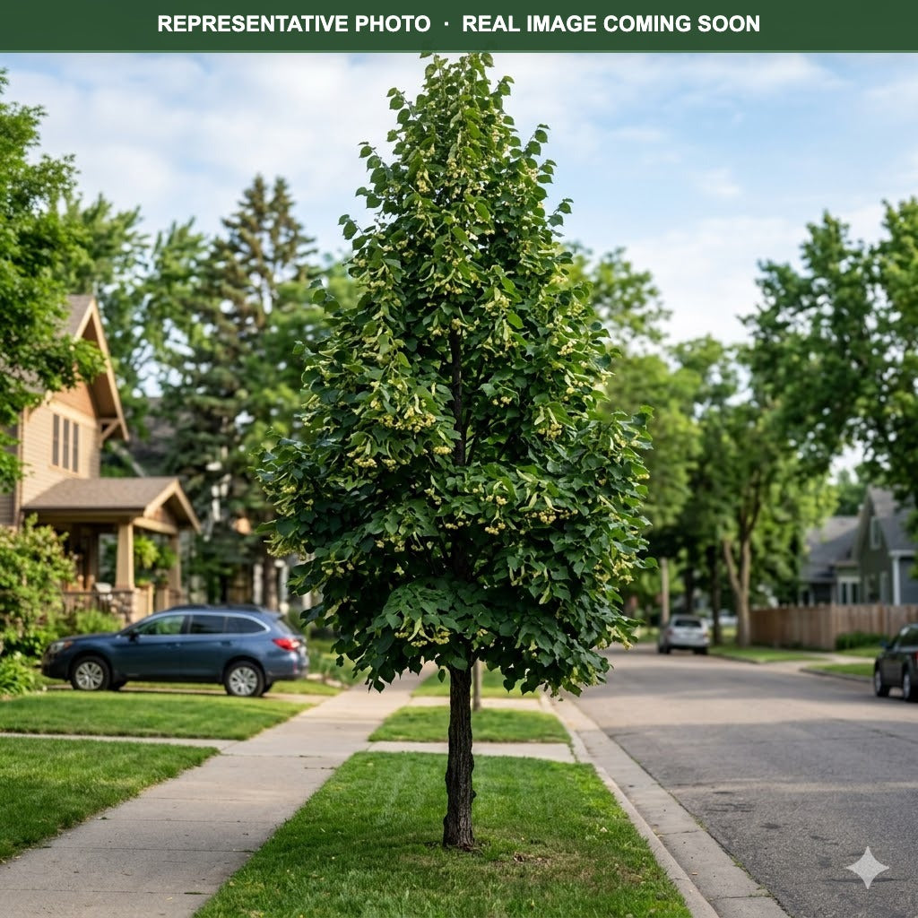 Boulevard Linden (Tilia americana) — Maple Grove, MN