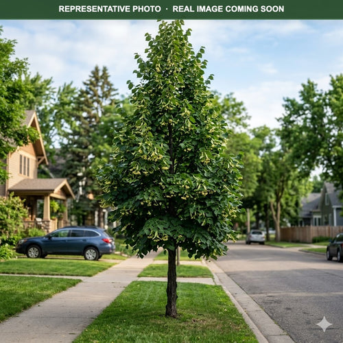 Boulevard Linden (Tilia americana) — Maple Grove, MN