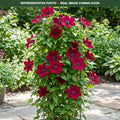 Boulevard Nubia Clematis (Clematis) — Plymouth, MN