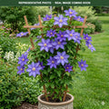 Boulevard Sacha Clematis (Clematis) — Maple Grove, MN