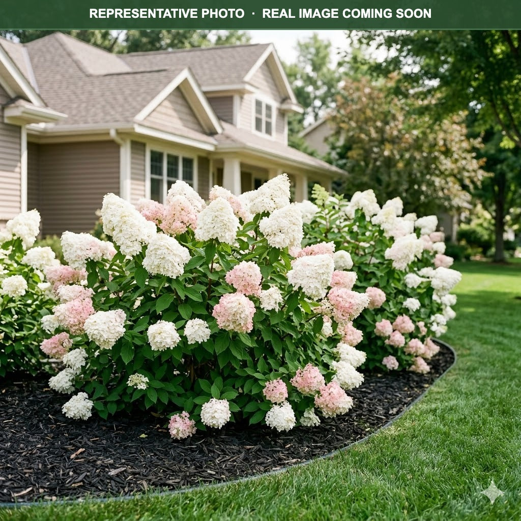 Bouncy Hydrangea (Hydrangea paniculata) — Bloomington, MN