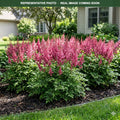Bressingham Beauty Astilbe (Astilbe) — Edina, MN
