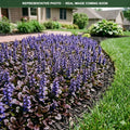 Bronze Beauty Bugleweed (Ajuga reptans) — St. Paul, MN