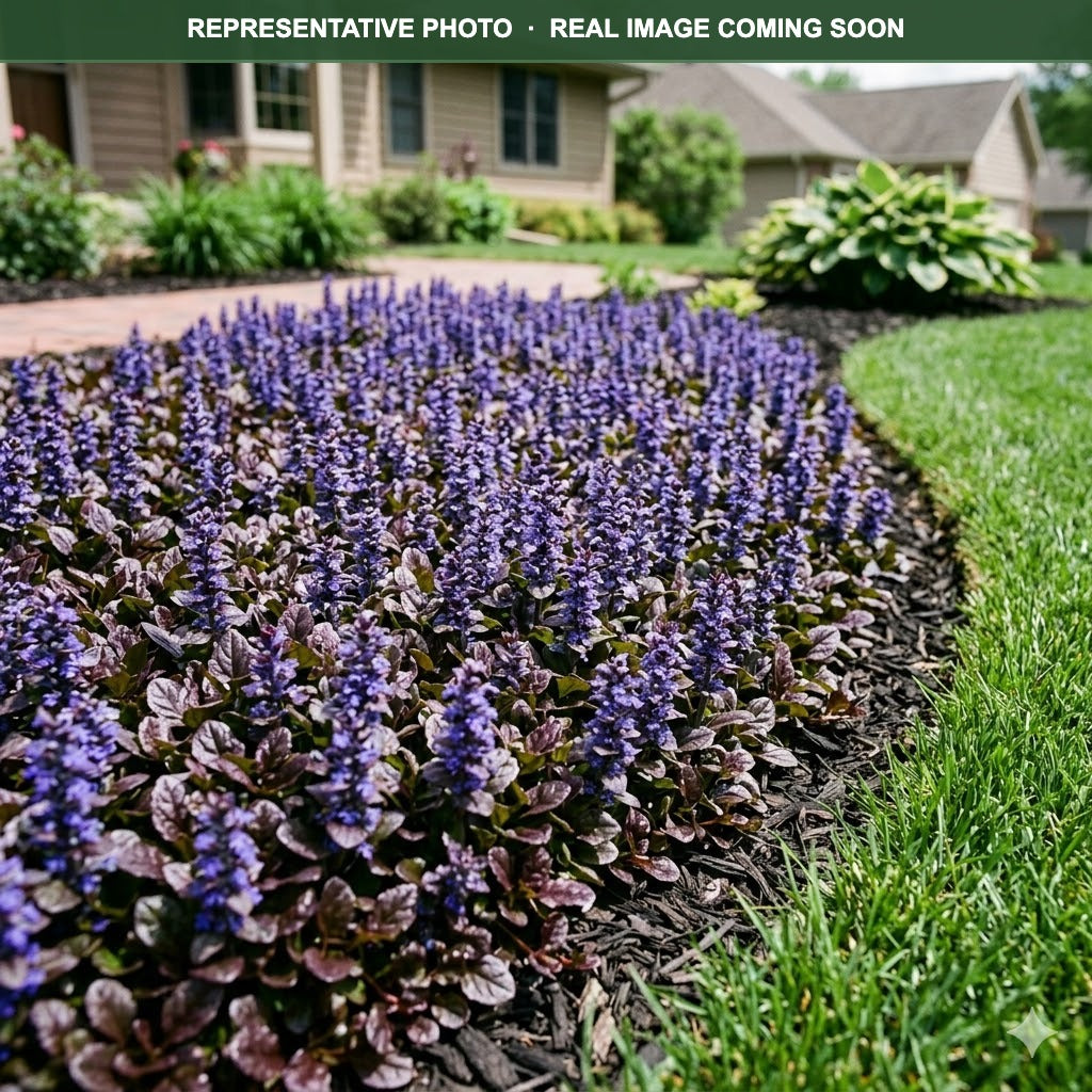 Bronze Beauty Bugleweed (Ajuga reptans) — St. Paul, MN