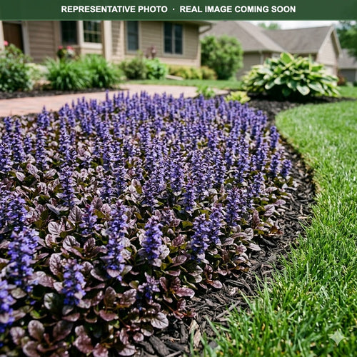 Bronze Beauty Bugleweed (Ajuga reptans) — St. Paul, MN