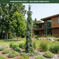 Bruns Weeping Serbian Spruce (Picea omorika) — Bloomington, MN