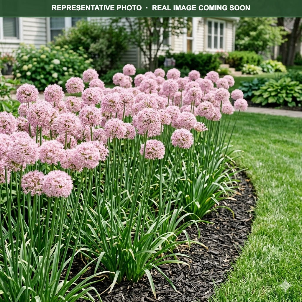 Bubble Bath Allium (Allium) — Minnetonka, MN