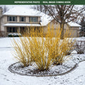 Bud's Yellow Dogwood (Cornus sericea) — Shoreview, MN