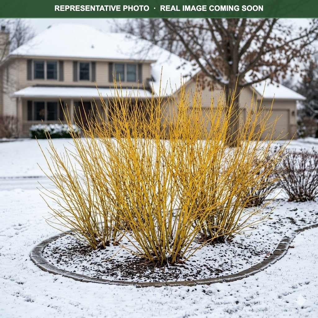 Bud's Yellow Dogwood (Cornus sericea) — Shoreview, MN