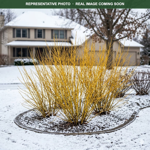 Bud's Yellow Dogwood (Cornus sericea) — Shoreview, MN