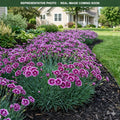 Bumbleberry Pie Dianthus (Dianthus) — Woodbury, MN