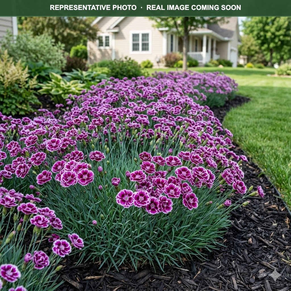 Bumbleberry Pie Dianthus (Dianthus) — Woodbury, MN