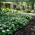 Bunchberry (Cornus canadensis) — Edina, MN