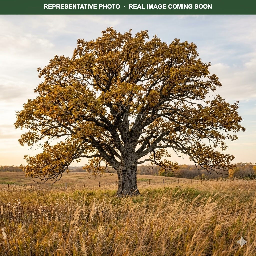 Bur Oak (Quercus macrocarpa) — Shoreview, MN