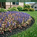 Burgundy Glow Bugleweed (Ajuga reptans) — Minnetonka, MN