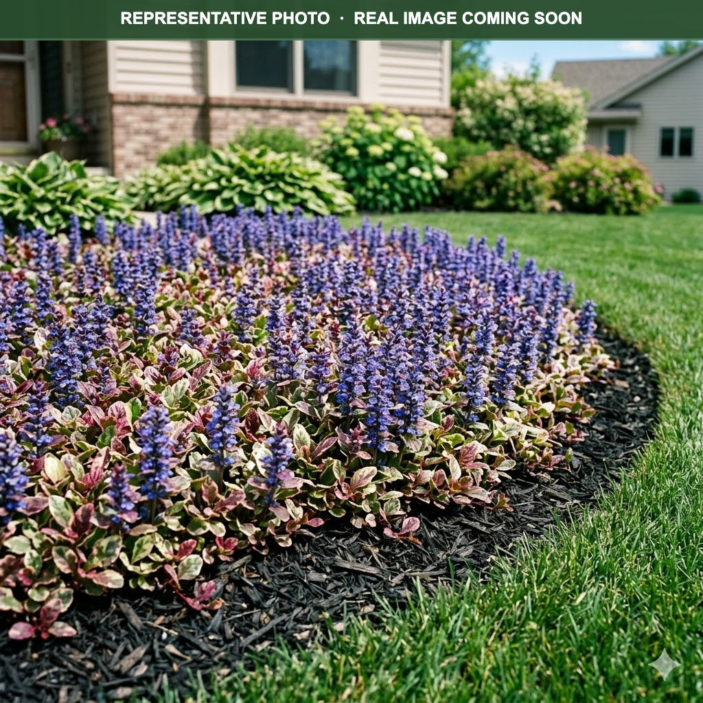 Burgundy Glow Bugleweed (Ajuga reptans) — Minnetonka, MN
