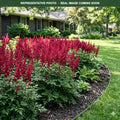 Burgundy Red Astilbe (Astilbe) — Eden Prairie, MN