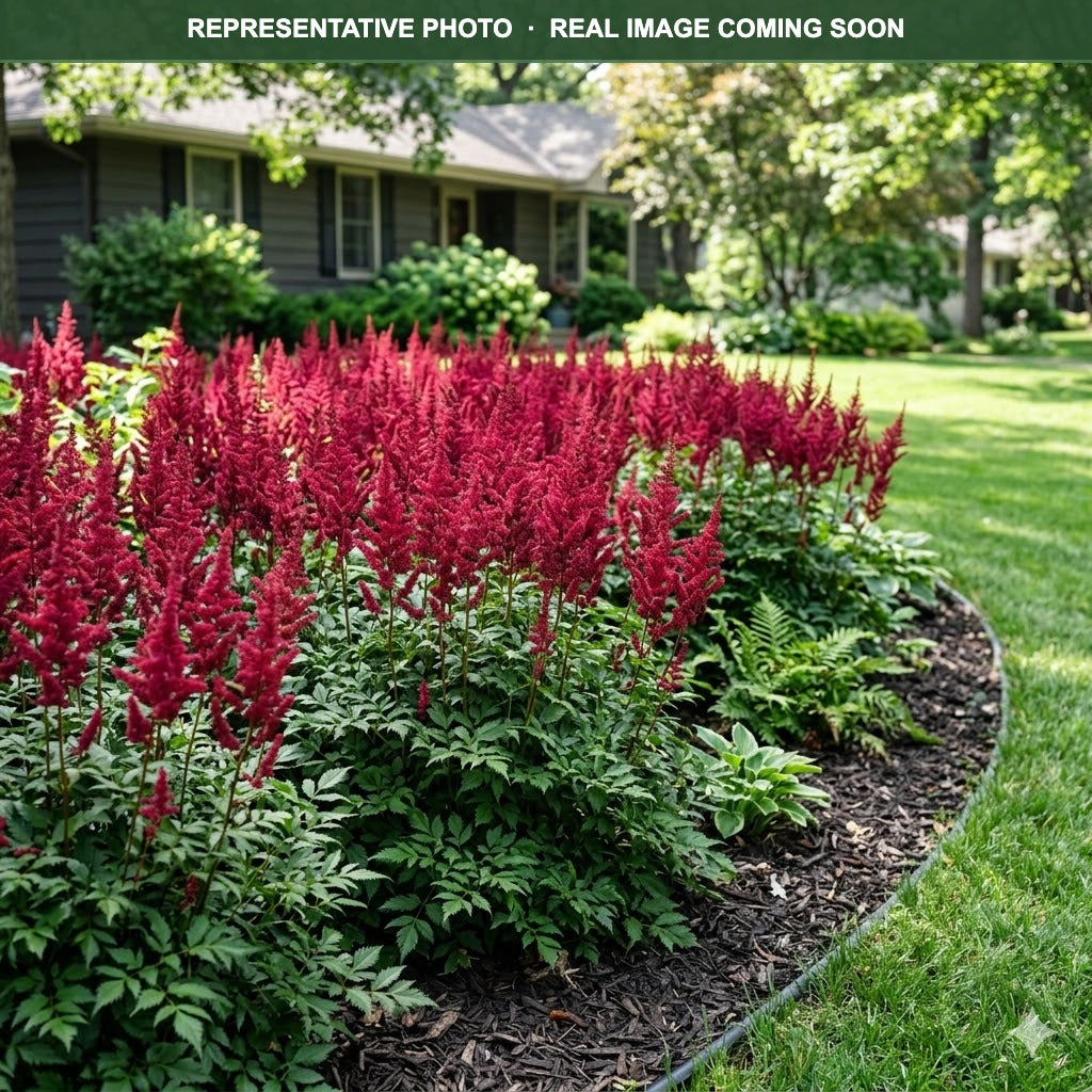 Burgundy Red Astilbe (Astilbe) — Eden Prairie, MN