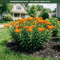 Butterfly Weed (Asclepias tuberosa) — Plymouth, MN
