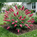 Buzz Hot Raspberry Butterfly Bush (Buddleia) — Lakeville, MN