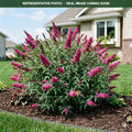 Buzz Magenta Butterfly Bush (Buddleia) — Maplewood, MN