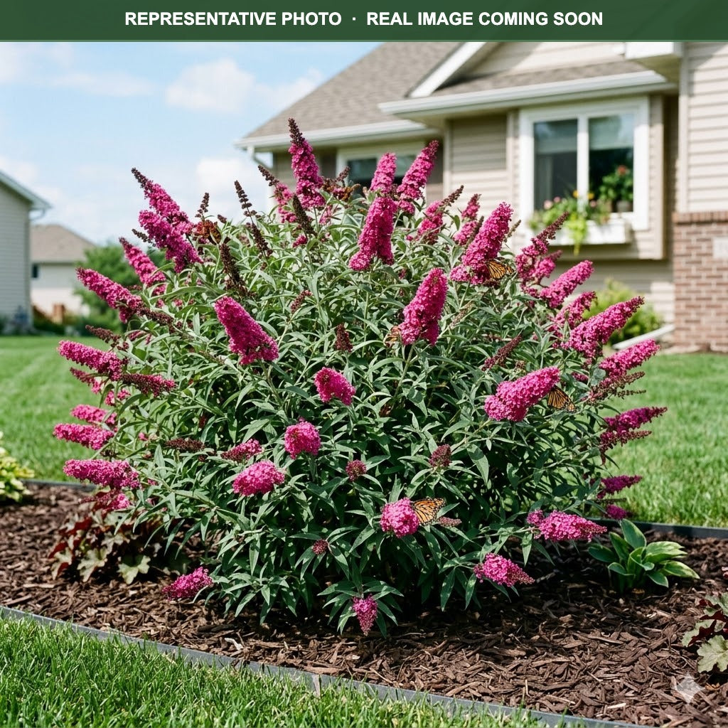 Buzz Magenta Butterfly Bush (Buddleia) — Maplewood, MN