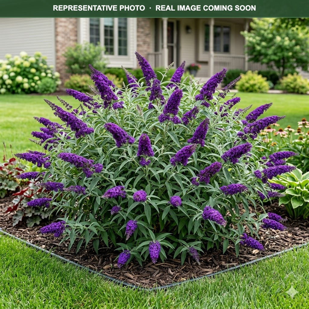 Buzz Midnight Butterfly Bush (Buddleia) — Wayzata, MN