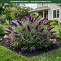 Buzz Velvet Butterfly Bush (Buddleia) — Chanhassen, MN
