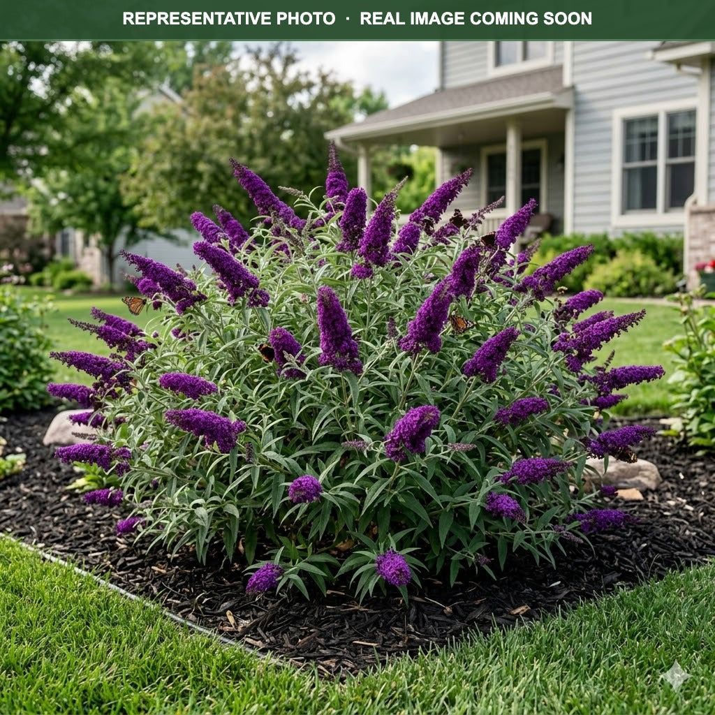 Buzz Velvet Butterfly Bush (Buddleia) — Chanhassen, MN