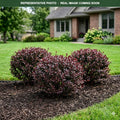 Cabernet Barberry (Berberis thunbergii) — Minneapolis, MN