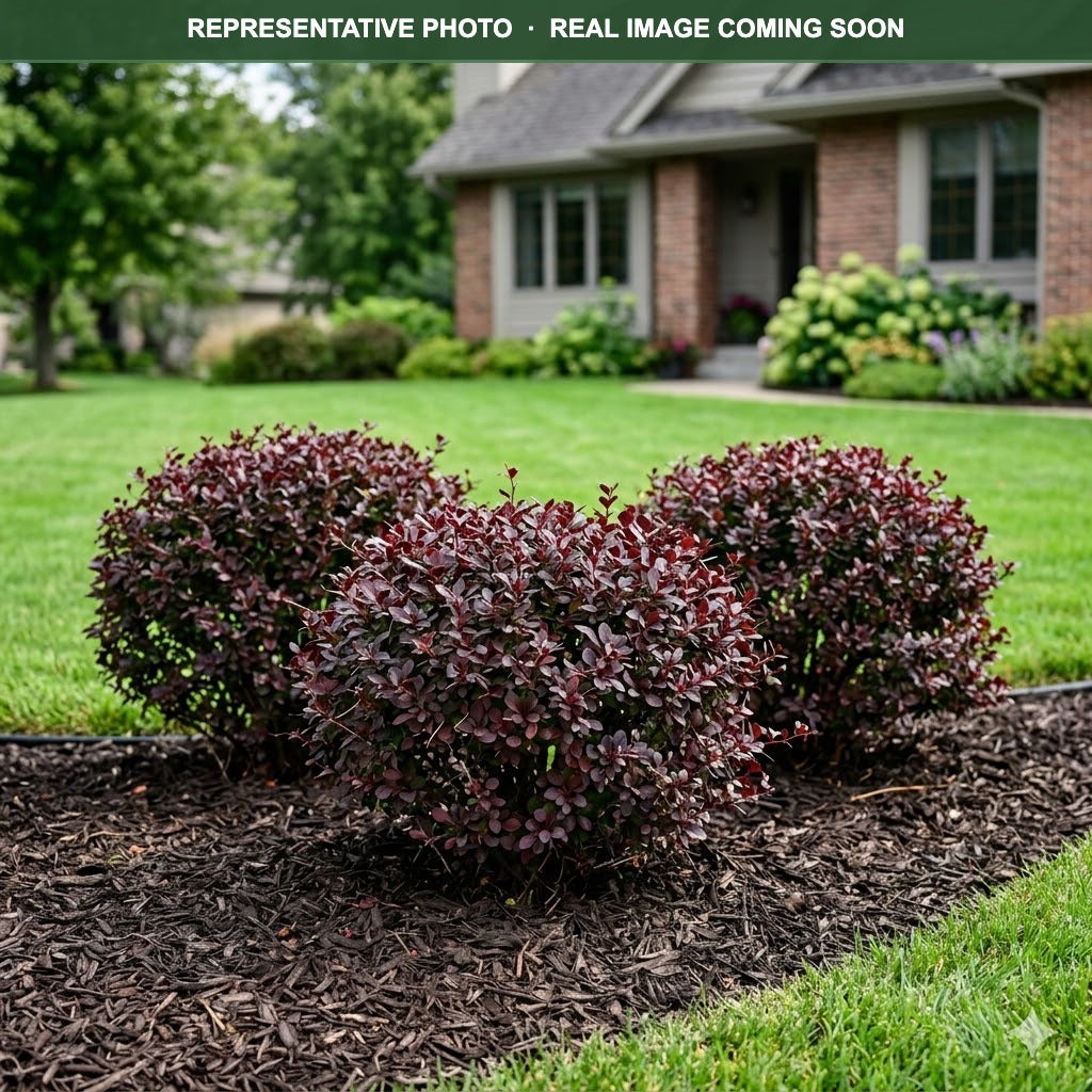 Cabernet Barberry (Berberis thunbergii) — Minneapolis, MN