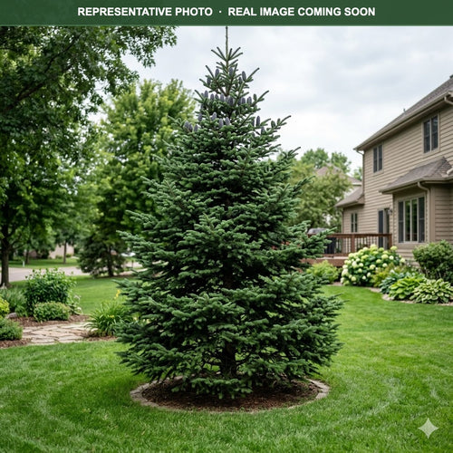 Canaan Fir (Abies balsamea) — Burnsville, MN