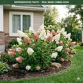 Candelabra Hydrangea (Hydrangea paniculata) — Minneapolis, MN