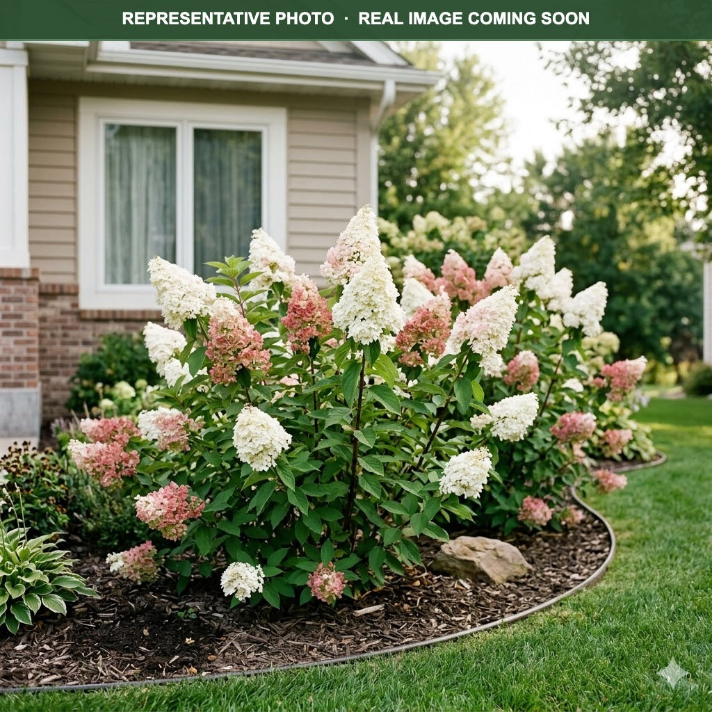 Candelabra Hydrangea (Hydrangea paniculata) — Minneapolis, MN