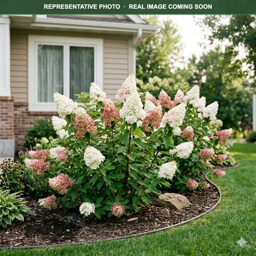 Candelabra Hydrangea (Hydrangea paniculata) — Minneapolis, MN