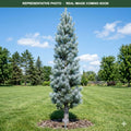 Candicans White Fir (Abies concolor) — Lakeville, MN