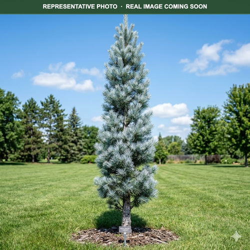 Candicans White Fir (Abies concolor) — Lakeville, MN