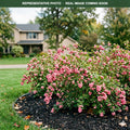 Candy Coralberry (Symphoricarpos) — St. Paul, MN