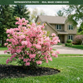 Candy Lights Azalea (Rhododendron) — Edina, MN