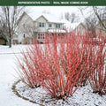 Cardinal Dogwood (Cornus sericea) — Minnetonka, MN