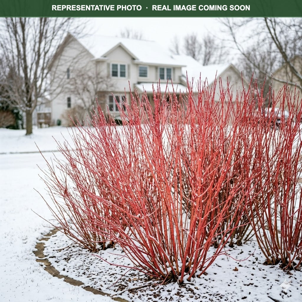 Cardinal Dogwood (Cornus sericea) — Minnetonka, MN
