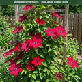 Cardinal Wyszynski Clematis (Clematis) — Shoreview, MN