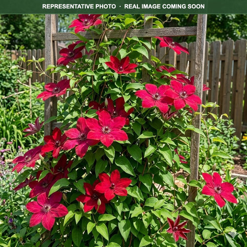 Cardinal Wyszynski Clematis (Clematis) — Shoreview, MN