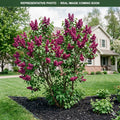 Charles Joly Lilac (Syringa vulgaris) — Woodbury, MN