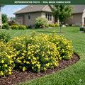 Cheesehead Potentilla (Potentilla fruticosa) — Eden Prairie, MN