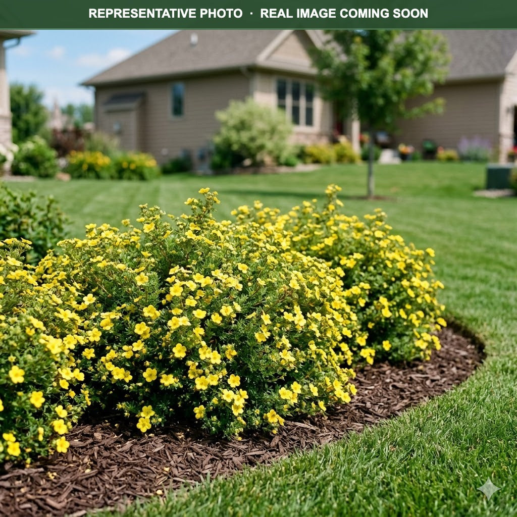 Cheesehead Potentilla (Potentilla fruticosa) — Eden Prairie, MN