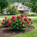 Cherry-Go-Round Hydrangea (Hydrangea paniculata) — Plymouth, MN