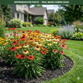 Cheyenne Spirit Coneflower (Echinacea) — Minneapolis, MN