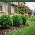 Chicagoland Green Boxwood (Buxus) — Maple Grove, MN